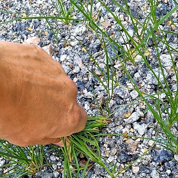 Not A Rake Or Torch: The Better Tool To Remove Weeds And Grass From Gravel Driveways