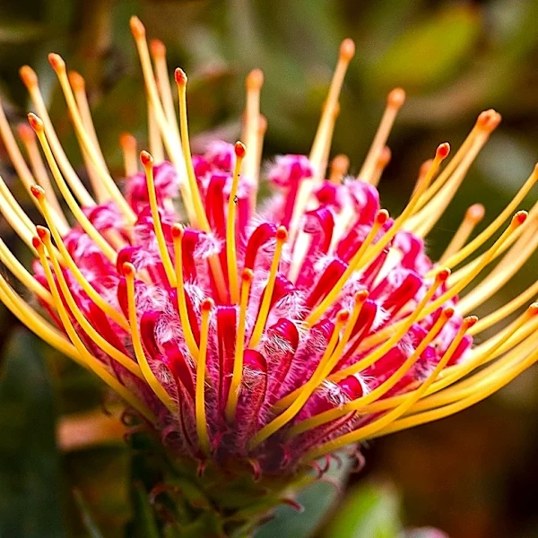 16 Rare Flowers Worth Hunting For