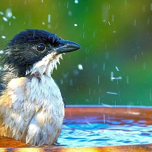 The Bird Bath Design From 1925 You Can Recreate With Surprising Ease Today