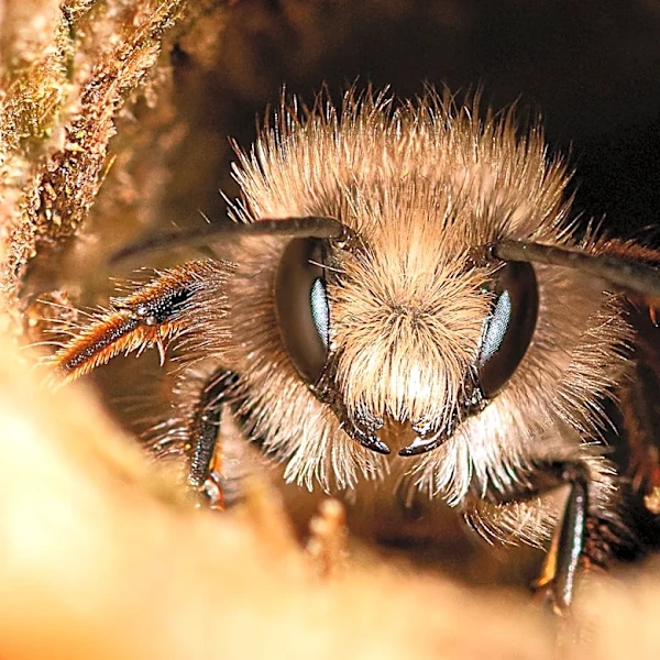 Plant This Fall-Blooming, Fragrant Flower In Late Summer To Give Bees A Cold-Weather Habitat