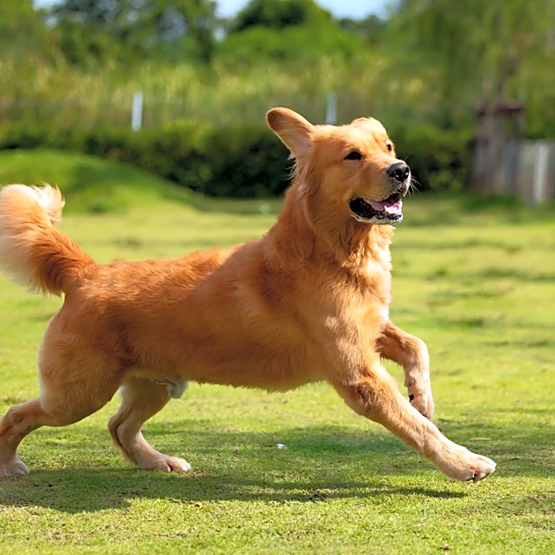 What's The Best Grass For Dogs?
