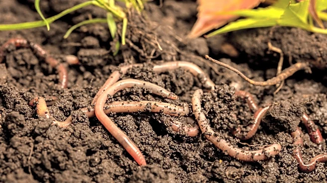 Can You Have Too Many Earthworms In Your Garden?