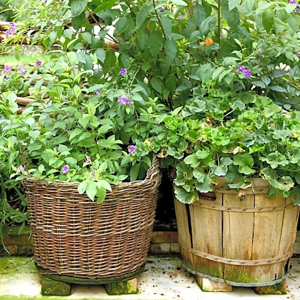 The Aromatic Herb To Grow As A Beautiful Container Plant That Knocks Thyme Down A Peg
