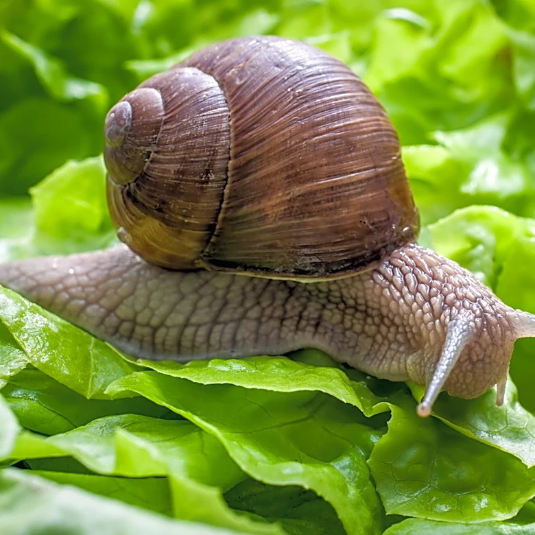 Can You Use Wool Pellets To Keep Snails Away?