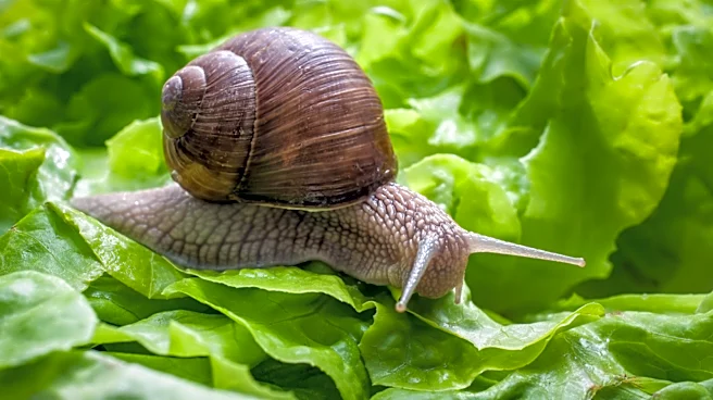 Can You Use Wool Pellets To Keep Snails Away?