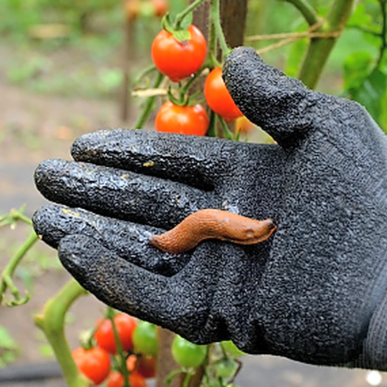 No Scraps Or Chemicals: Use A Plastic Bottle To Easily Keep Slugs Off Your Plants