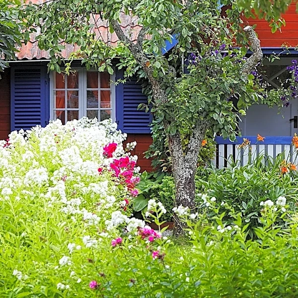 The Fast-Growing Shrub With Beautiful Bold Flowers To Plant Before August Is Over