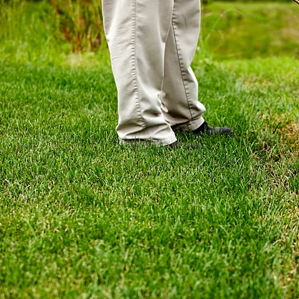 Why Crabgrass Comes Back Every August And September