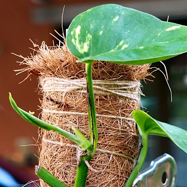 Stop Buying Twine: The Common Household Waste You Can Use For Tying Plants