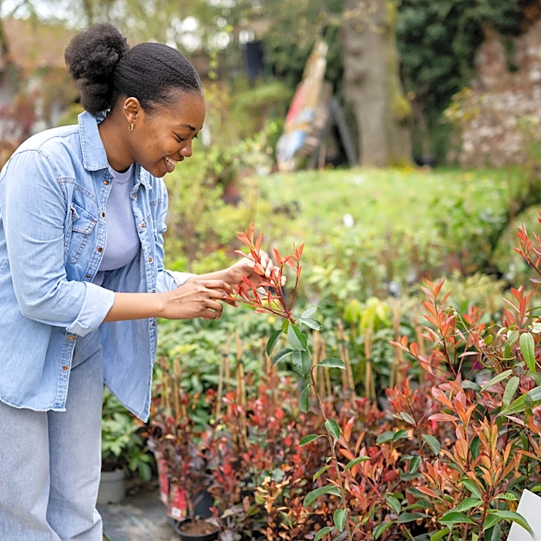 More Unexpected Than Mock Orange: The Privacy Hedge You Should Plant Instead