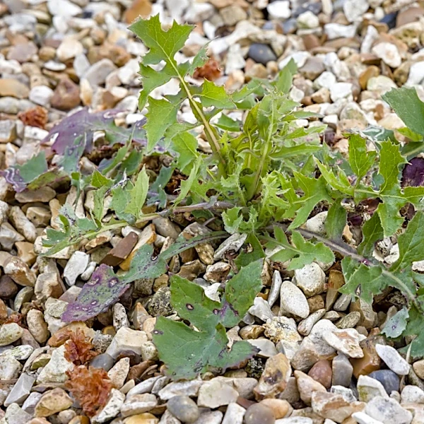 Removing Weeds From Gravel Driveways: The Tool You Should Never Use