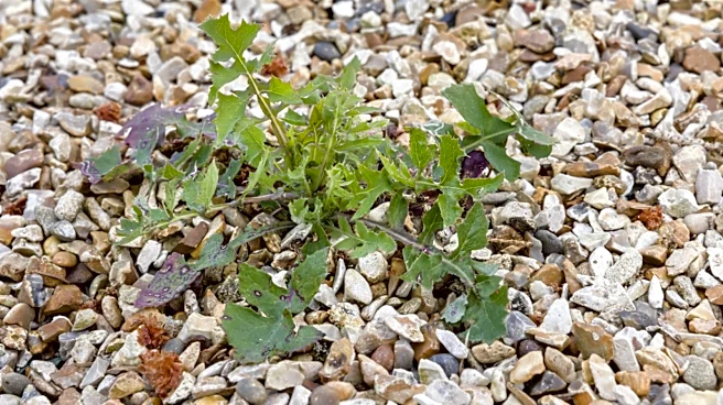 Removing Weeds From Gravel Driveways: The Tool You Should Never Use