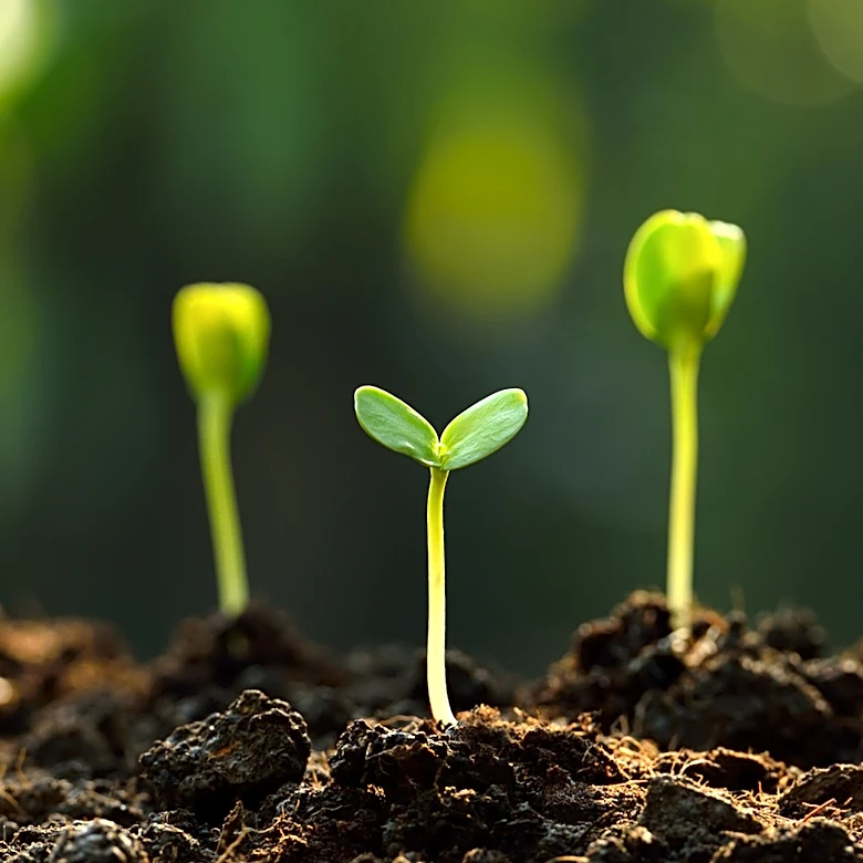 Ditch Pesticides: Use A Common Household Waste Item To Protect Seedlings