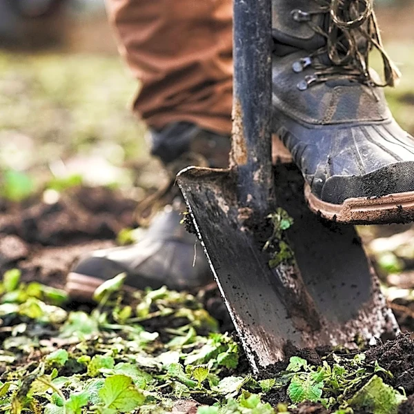 Forget Kitchen Scraps: Plant This Easy-Growing Legume To Enrich Soil Before The Cold Arrives