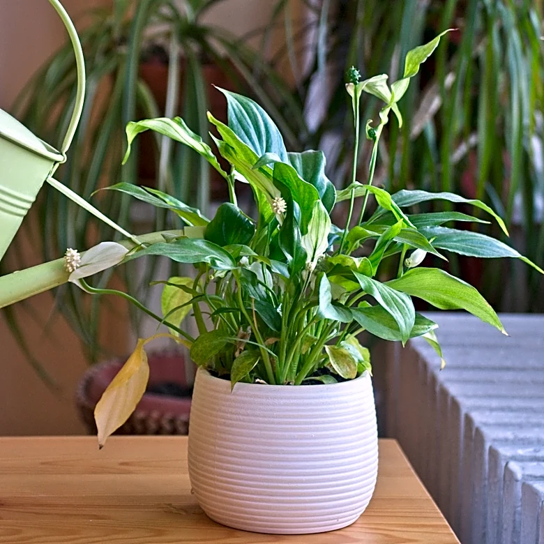 What You Should Do For Your Peace Lilies Before August Is Over