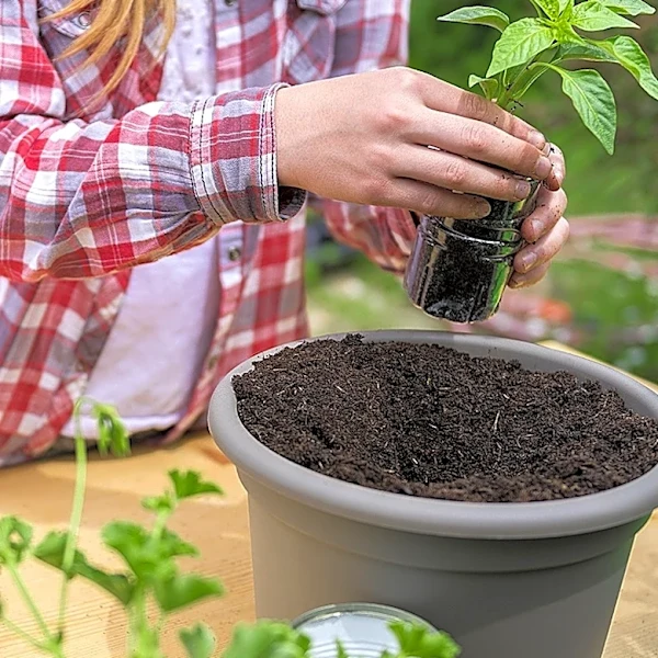 Cheaper & More Eco-Friendly Than Plastic Pots: The Household Waste To Grow Plants In