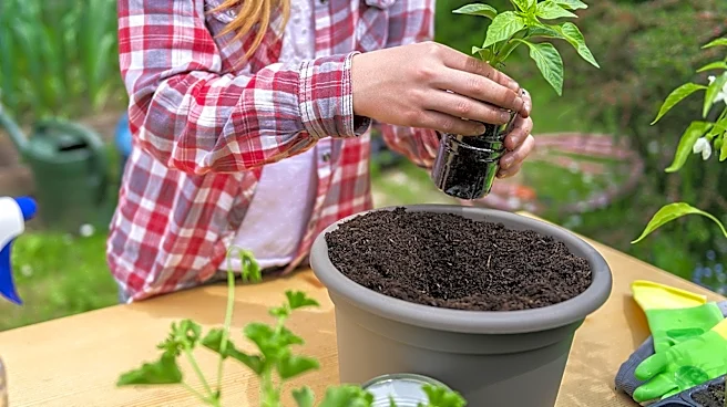 Cheaper & More Eco-Friendly Than Plastic Pots: The Household Waste To Grow Plants In
