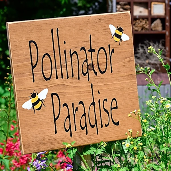 Attract Pollinators To Your Yard With A Drought-Tolerant Wildflower They Can't Resist