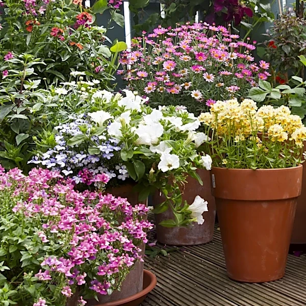 Plastic Pots Leave A Large Environmental Footprint: Try This Eco-Friendly Alternative Instead
