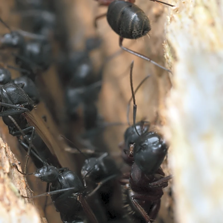 How To Get Rid Of Carpenter Ants If You Can't Find The Nest