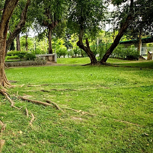 Not Just For Weeds: The Garden Tool For Killing Unwanted Tree Roots
