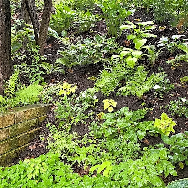 The Late-Blooming Perennial That Enjoys Shade And Moisture As Much As Hostas And Astilbes