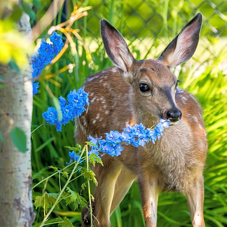 Deer Will Gobble Up Your Mums: Add Fall Color To Your Yard With Lacy Flowers They Won't Touch