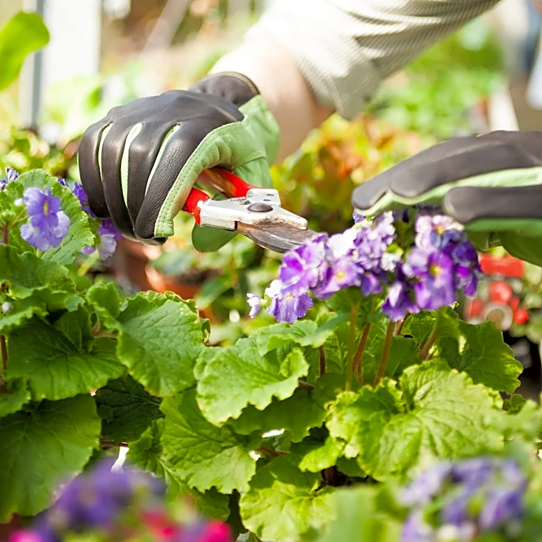 The Beautiful Annual In Your Container Garden That You Should Prune Before August Is Over