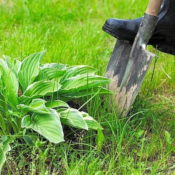 How To Divide Hostas In September For Fuller, More Lush Growth Next Season
