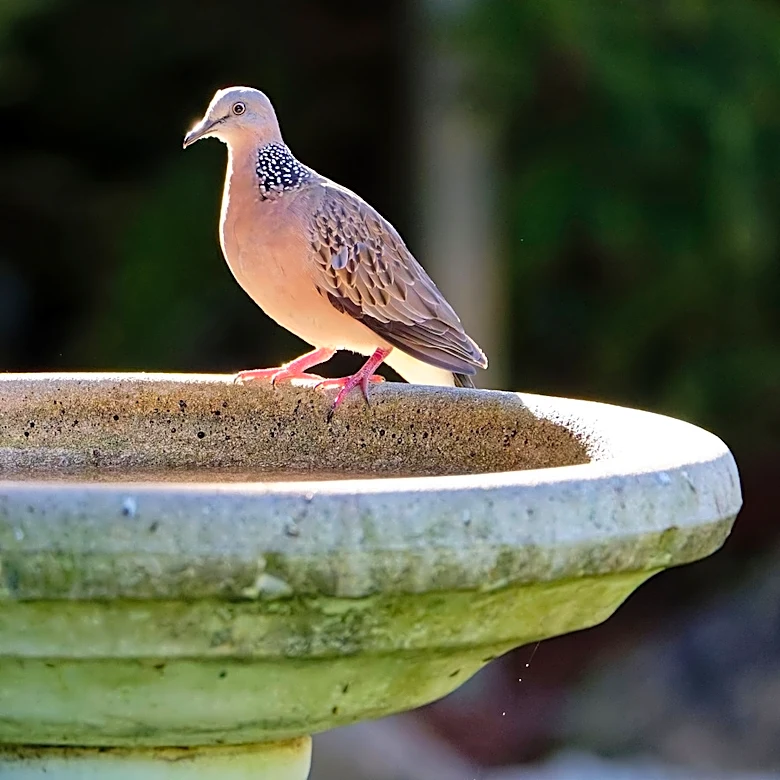 Goodbye Traditional Birdbaths — The New Home Depot Find That Look Like A Flower