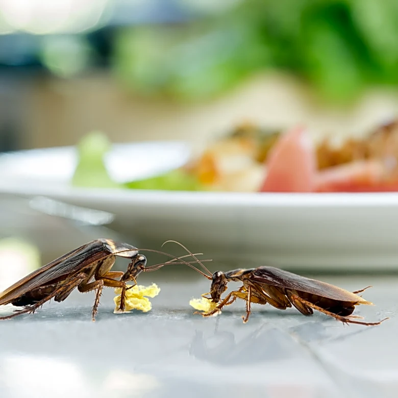 What To Do If You Spot Roaches In Your New Apartment