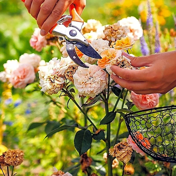 Why Faded Blooms May Be The Key To Keeping Birds Happy During Fall
