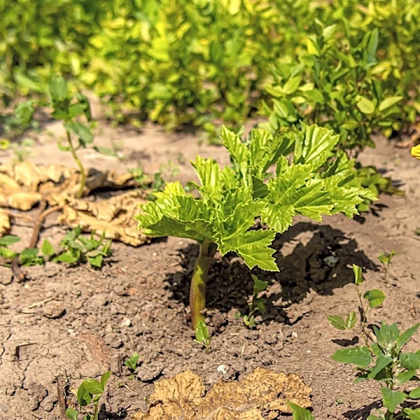 Ditch Toxic Chemicals: The Gardening Trick That's Better At Eliminating Weeds