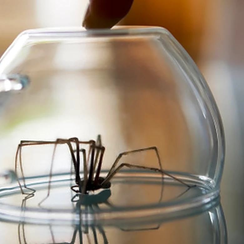 Safe Southern House Spider Vs Dangerous Brown Recluse: How To Tell Between Them