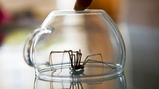Safe Southern House Spider Vs Dangerous Brown Recluse: How To Tell Between Them