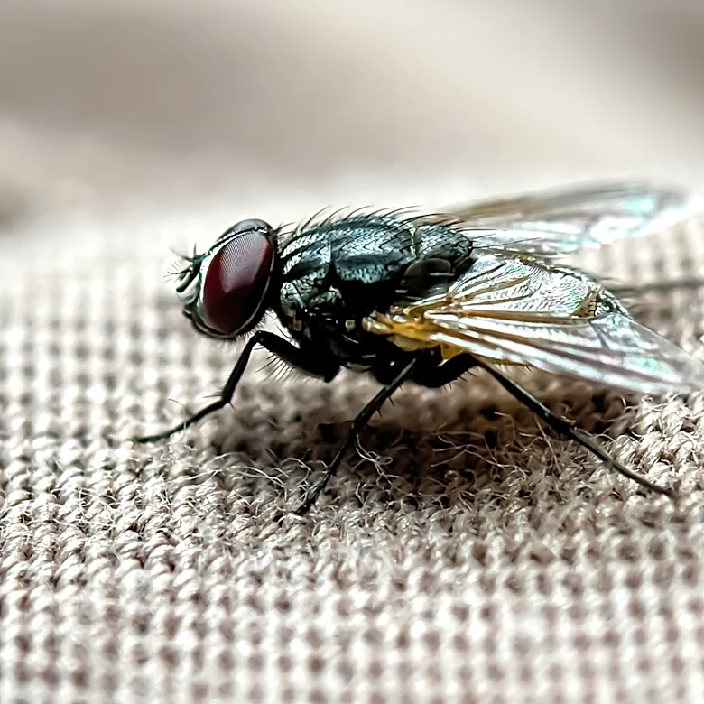 The Simple Solution That Stops Flies From Coming Into Your Home