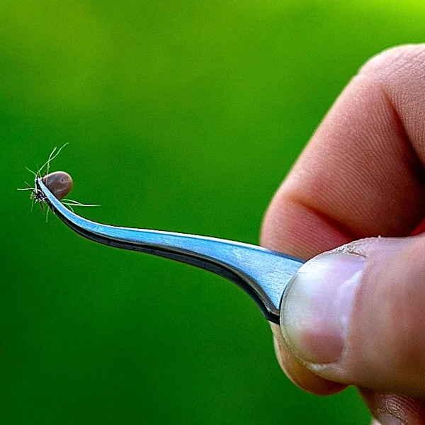 Be Warned: The Popular Garden Feature That Could Be Attracting Ticks