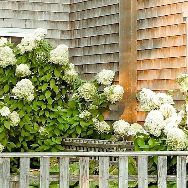 What To Do With Your Hydrangea In September