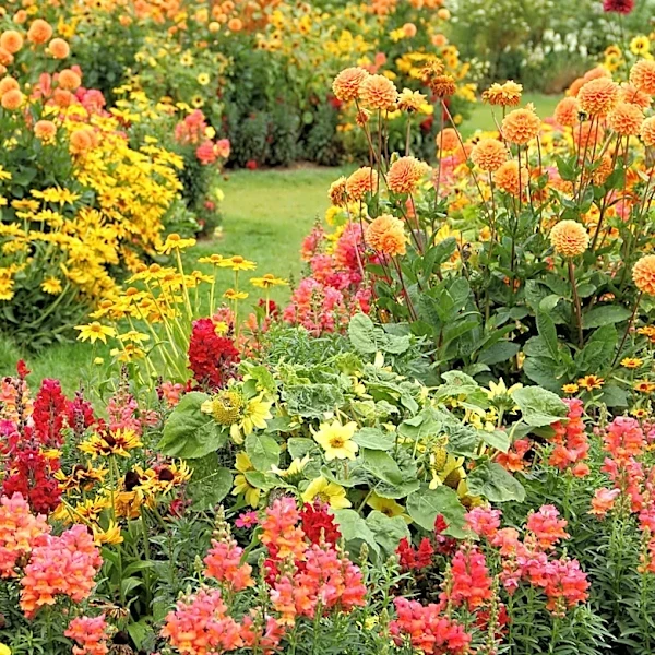 More Unique Than Mums: These Colorful Flowers Make The Perfect Fall Alternative