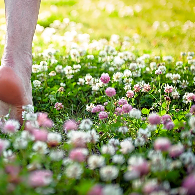Does Clover Grow In The Shade?