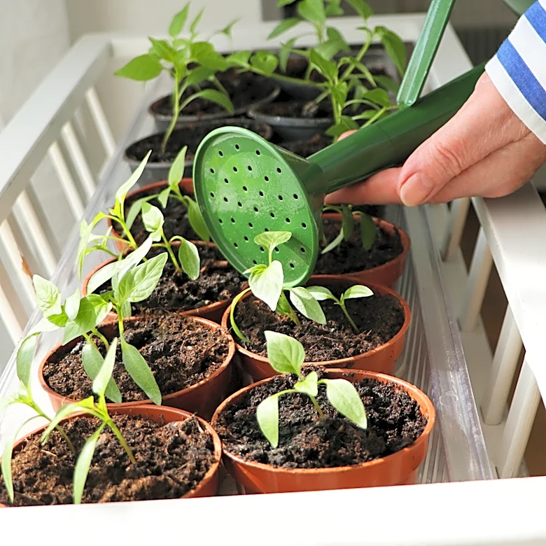 How To Use A Plastic Bottle To Water Fragile Seedlings