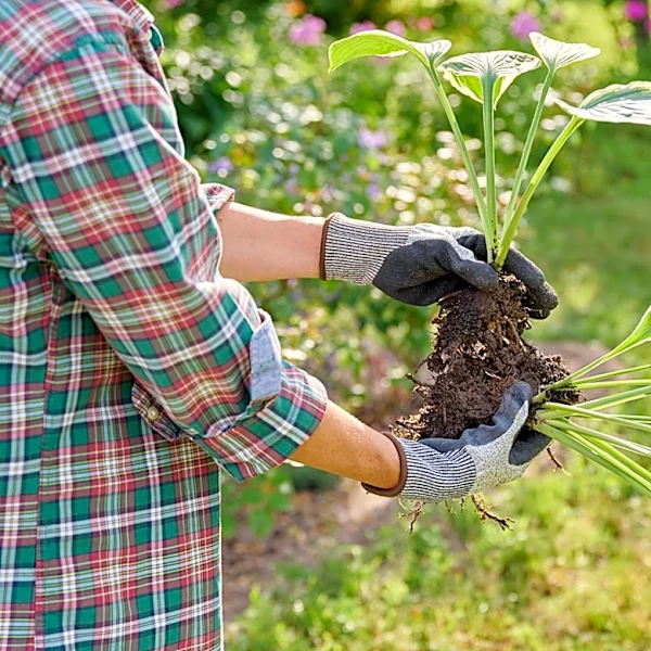 The Highly Fragrant Hosta Variety You Could Still Plant In Early Fall