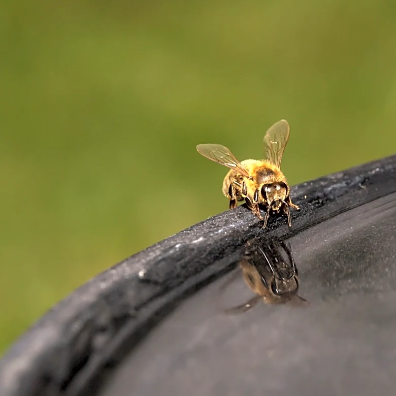 Turn Any Bird Bath Into A Bee & Butterfly Water Station With A Simple Solution From Amazon