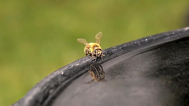 Turn Any Bird Bath Into A Bee & Butterfly Water Station With A Simple Solution From Amazon