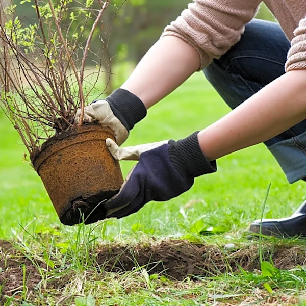 The Old-Fashioned Shrub Gardeners Should Plant For Its Creamy Bell-Like Flowers