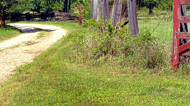 No More Hand-Pulling: The Easy-To-Use Tool To Remove Young Weeds From Gravel Driveways