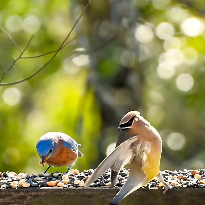 Ditch Traditional Bird Feeders For A DIY Affordable IKEA Solution That Keeps Seed Dry