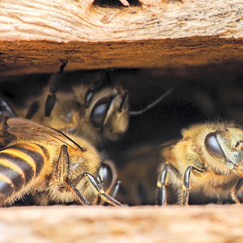 Stop Tossing Toilet Paper Rolls: Turn Them Into A Habitat For Visiting Bees Instead