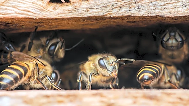Stop Tossing Toilet Paper Rolls: Turn Them Into A Habitat For Visiting Bees Instead