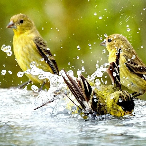 No More Expensive Bird Baths: The Beautiful Dollar Tree DIY Anyone Can Do